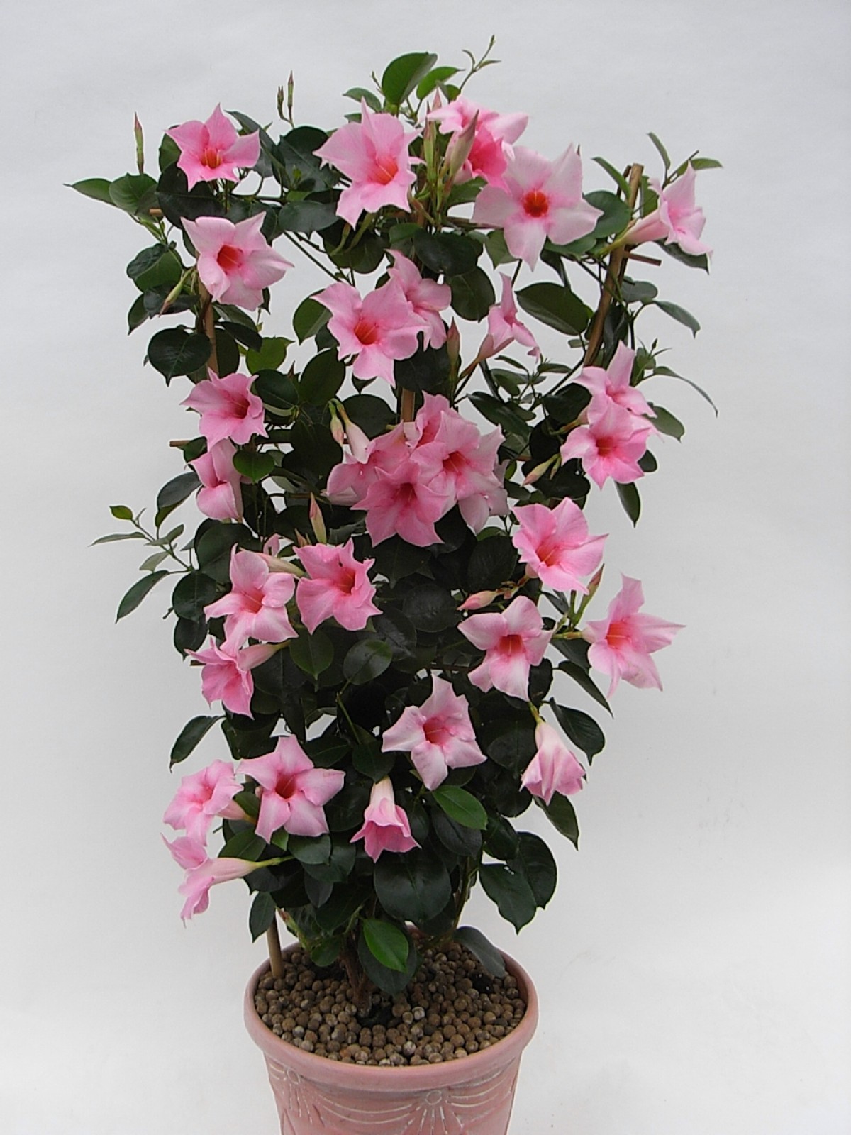 Mandevilla Sarmaşığı - Pembe 80-100cm Mandevilla Sarmaşığı - Pembe 80-100cm