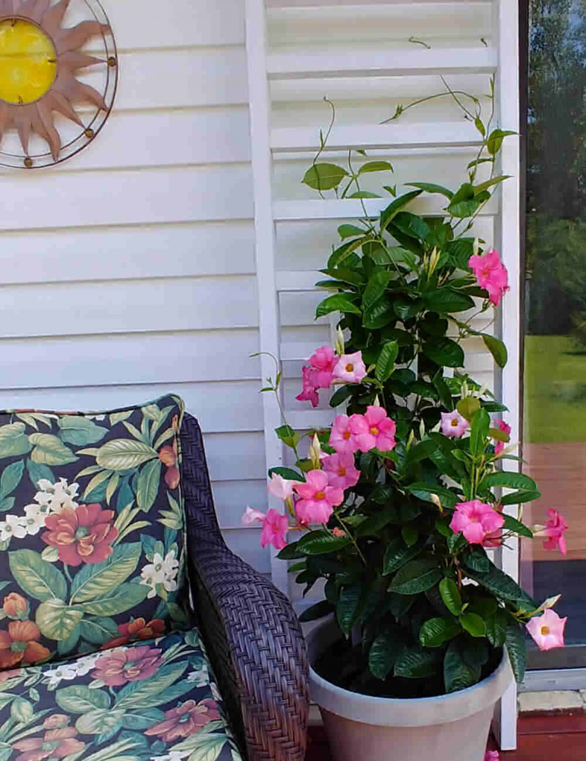 Mandevilla Sarmaşığı - Pembe 80-100cm Mandevilla Sarmaşığı - Pembe 80-100cm