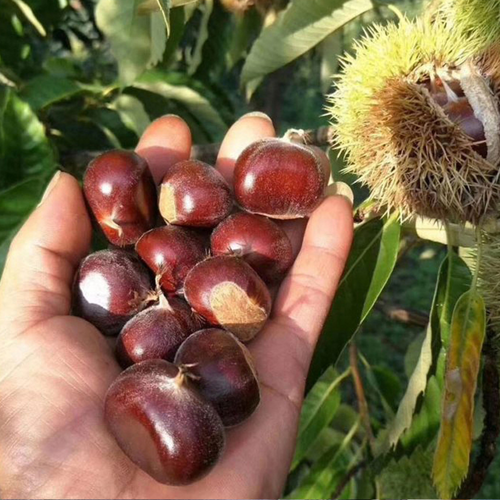 Maraval Kestane Fidanı 3 Yaş Tüplü ve Aşılı 2 Adet