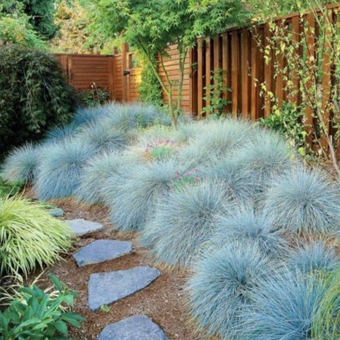 Mavi Çim (Festuca Glauca) 10 Adet
