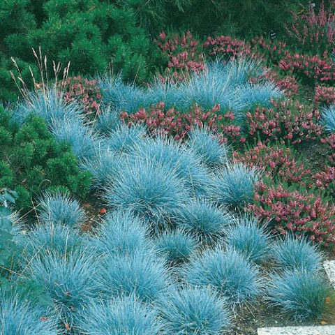 Mavi Çim (Festuca Glauca) 20 Adet