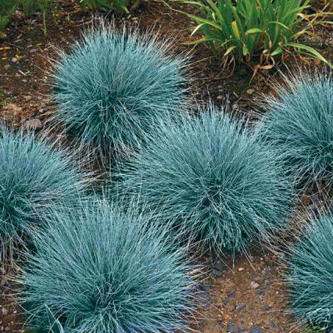 Mavi Çim (Festuca Glauca) 20 Adet