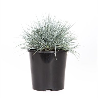 Mavi Çim (Festuca Glauca) 20 Adet