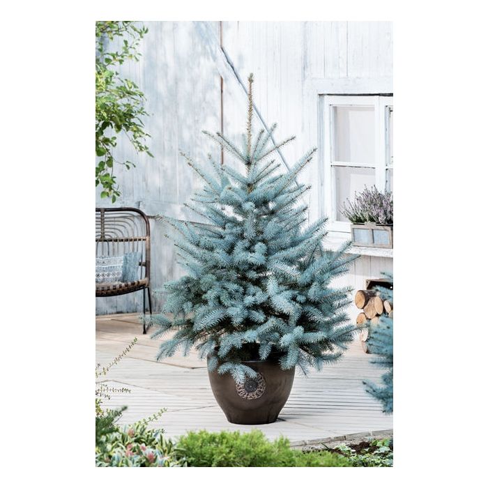 Mavi Ladin (Picea Pungens Glauca) 2 Adet 100 cm