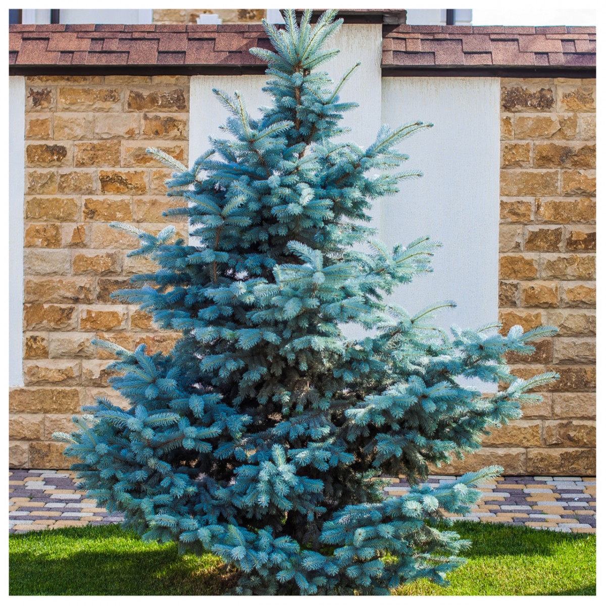 Mavi Ladin (Picea Pungens Glauca) 2 Adet 100 cm