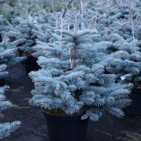 Mavi Ladin (Picea Pungens Glauca) 2 Adet 100 cm