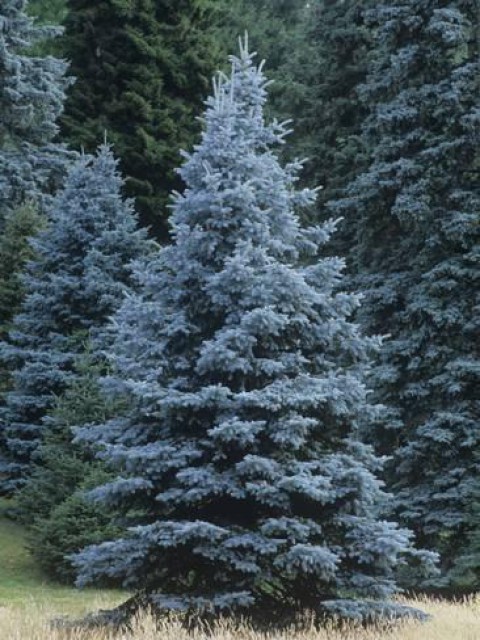 Mavi Ladin (Picea Pungens Glauca) 2 Adet 100 cm