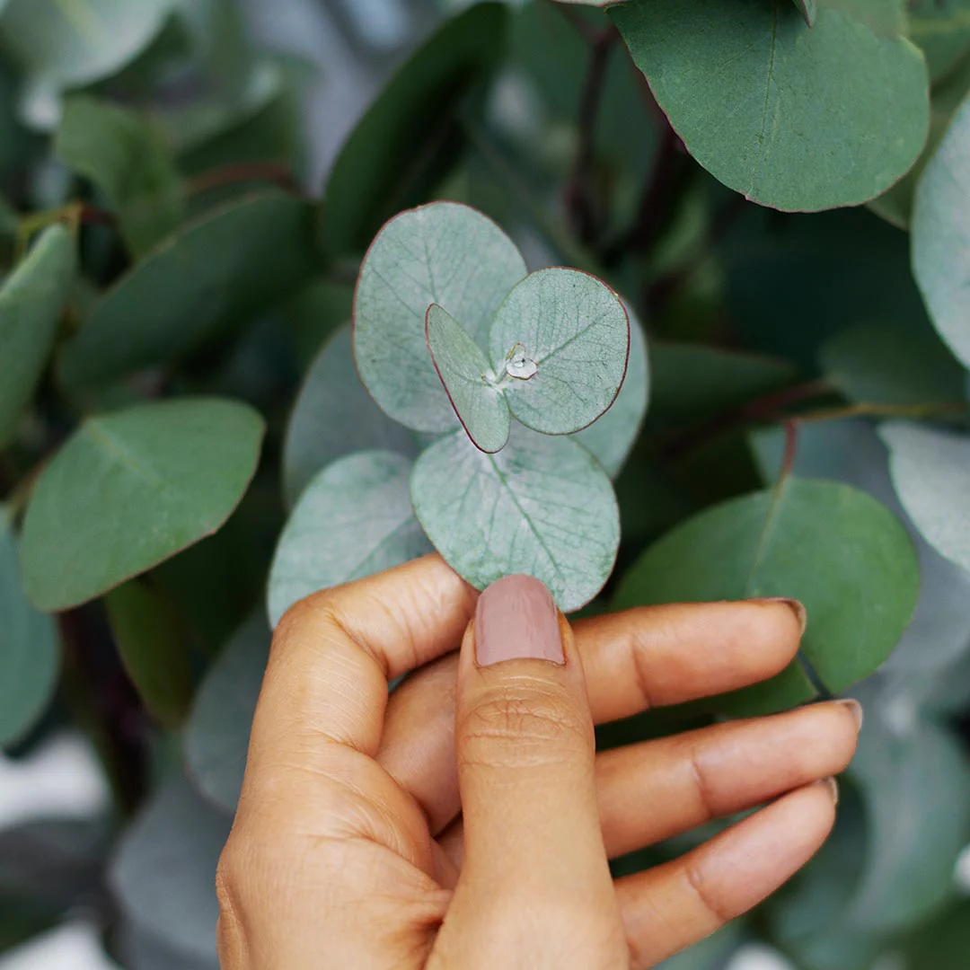 Mavi Okaliptus Fidanı Eucalyptus Globulus 3 Adet Mavi Okaliptus Fidanı Eucalyptus Globulus 3 Adet