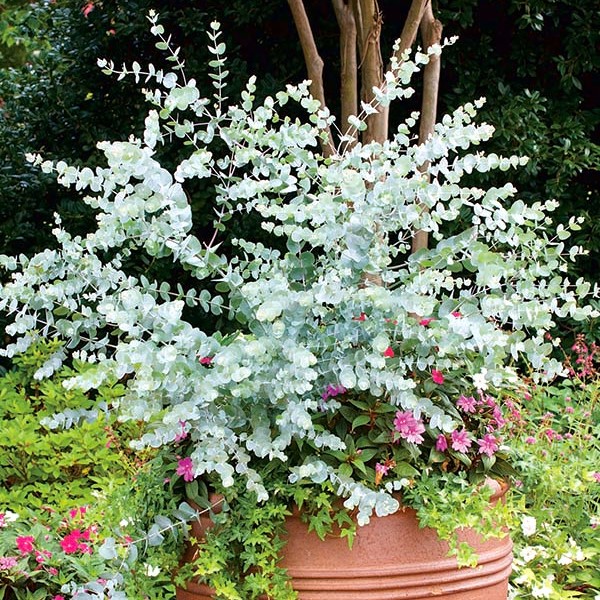Mavi Okaliptus Fidanı Eucalyptus Globulus 3 Adet Mavi Okaliptus Fidanı Eucalyptus Globulus 3 Adet