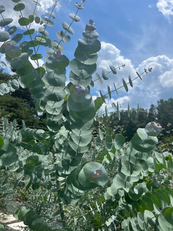 Mavi Okaliptus Fidanı Eucalyptus Globulus 3 Adet Mavi Okaliptus Fidanı Eucalyptus Globulus 3 Adet