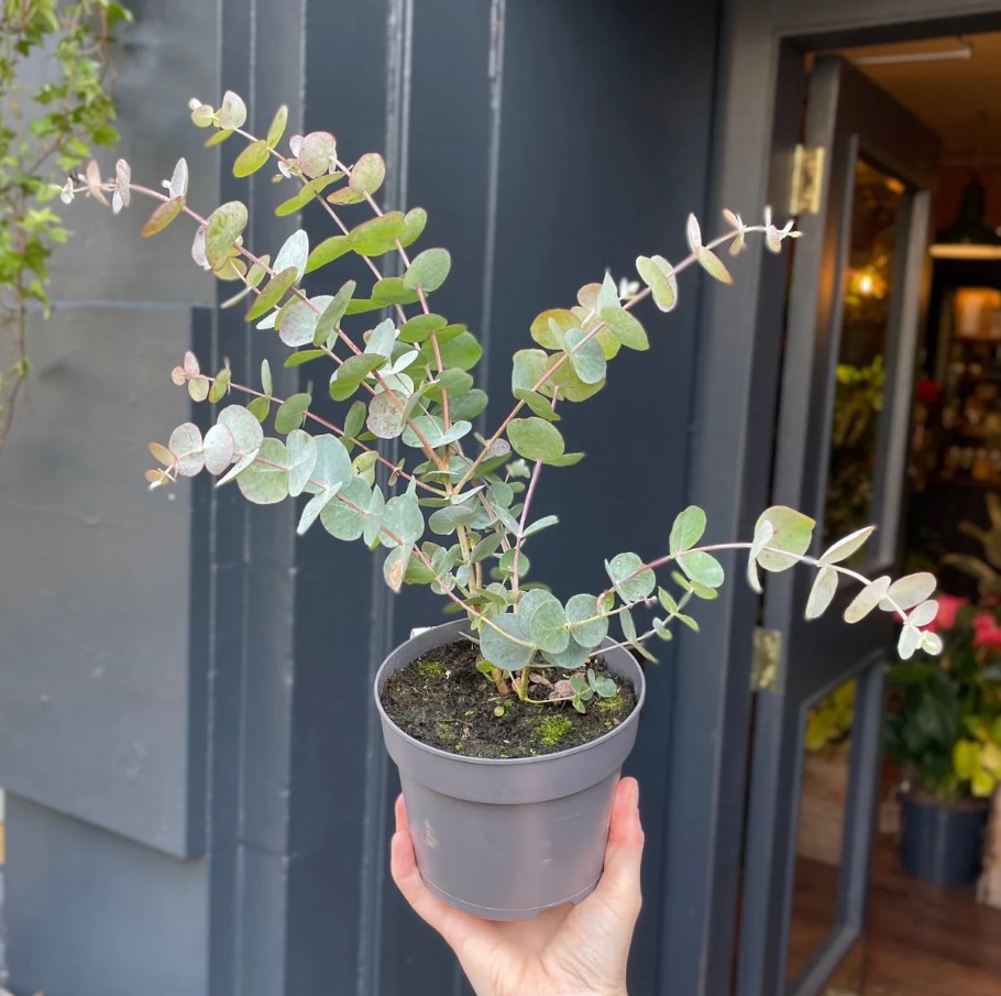 Mavi Okaliptus Fidanı Eucalyptus Globulus 3 Adet Mavi Okaliptus Fidanı Eucalyptus Globulus 3 Adet