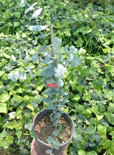 Mavi Okaliptus Fidanı Eucalyptus Globulus 3 Adet Mavi Okaliptus Fidanı Eucalyptus Globulus 3 Adet