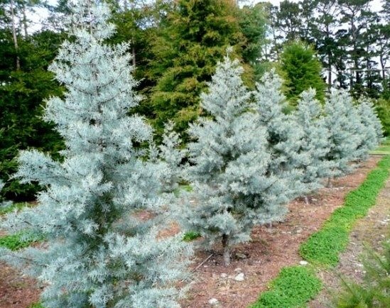 Mavi Servi Ağacı Cupressus Arizonica  10 Adet