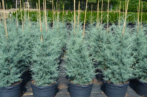 Mavi Servi Ağacı Cupressus Arizonica 5 Adet Mavi Servi Ağacı Cupressus Arizonica 5 Adet