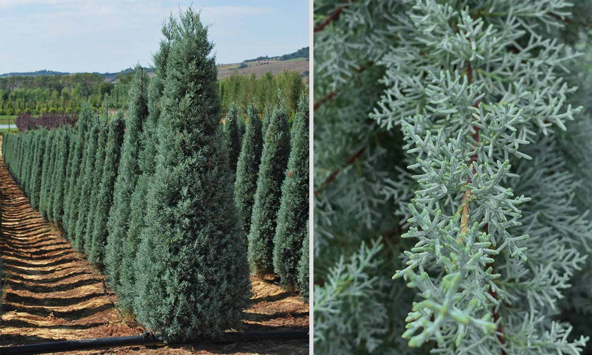 Mavi Servi Cupressus arizona Tohumu – 100 Gr.