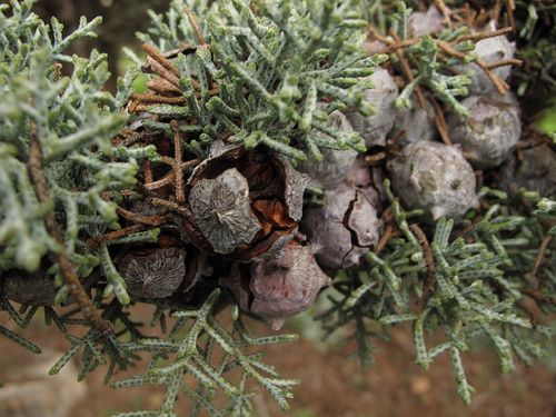 Mavi Servi Cupressus arizona Tohumu – 100 Gr.
