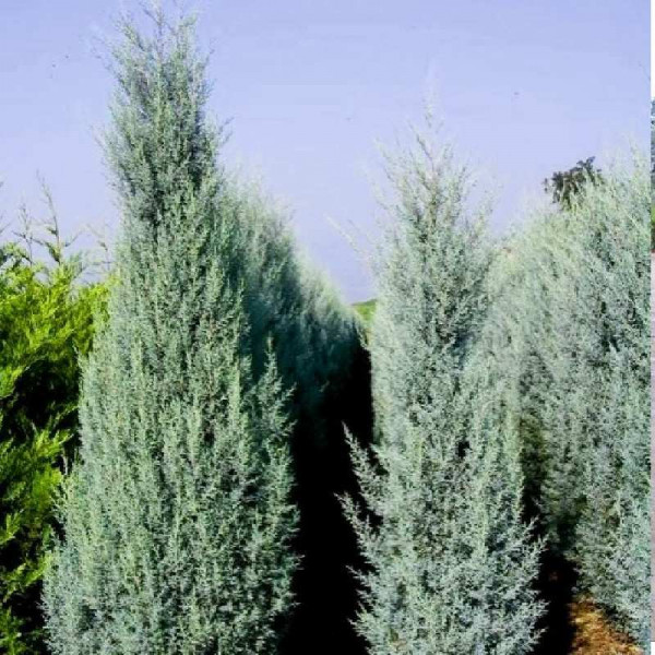 Mavi Servi Cupressus arizona Tohumu – 100 Gr.