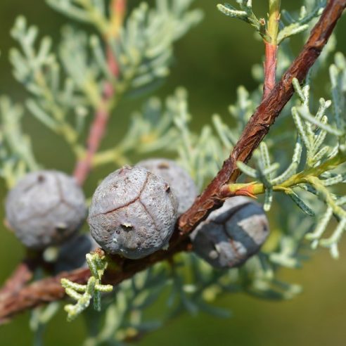 Mavi Servi Cupressus arizona Tohumu – 100 Gr.