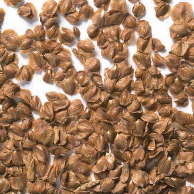 Mavi Servi Cupressus arizona Tohumu – 100 Gr.