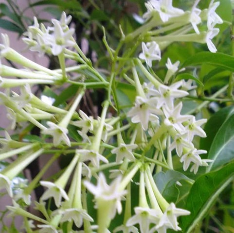 Melisa Çiçeği Cestrum Nocturnum 3 Adet Melisa Çiçeği Cestrum Nocturnum 3 Adet