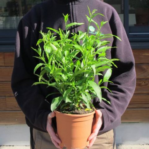 Melisa Çiçeği Cestrum Nocturnum 3 Adet Melisa Çiçeği Cestrum Nocturnum 3 Adet