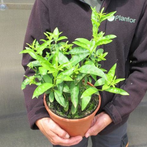 Melisa Çiçeği Cestrum Nocturnum 3 Adet Melisa Çiçeği Cestrum Nocturnum 3 Adet
