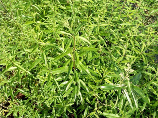 Melisa Çiçeği Cestrum Nocturnum 3 Adet Melisa Çiçeği Cestrum Nocturnum 3 Adet