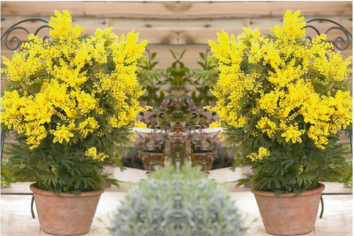 Mimoza Ağacı (Acacia dealbata)150-200 cm 5 Adet
