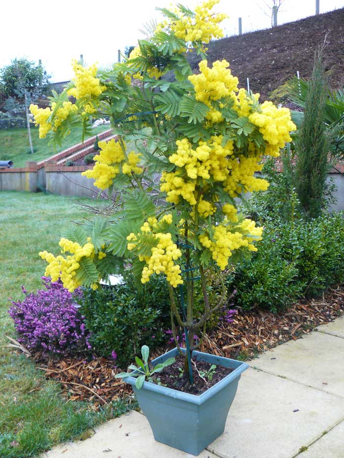 Mimoza Ağacı (Acacia dealbata)150-200 cm 5 Adet