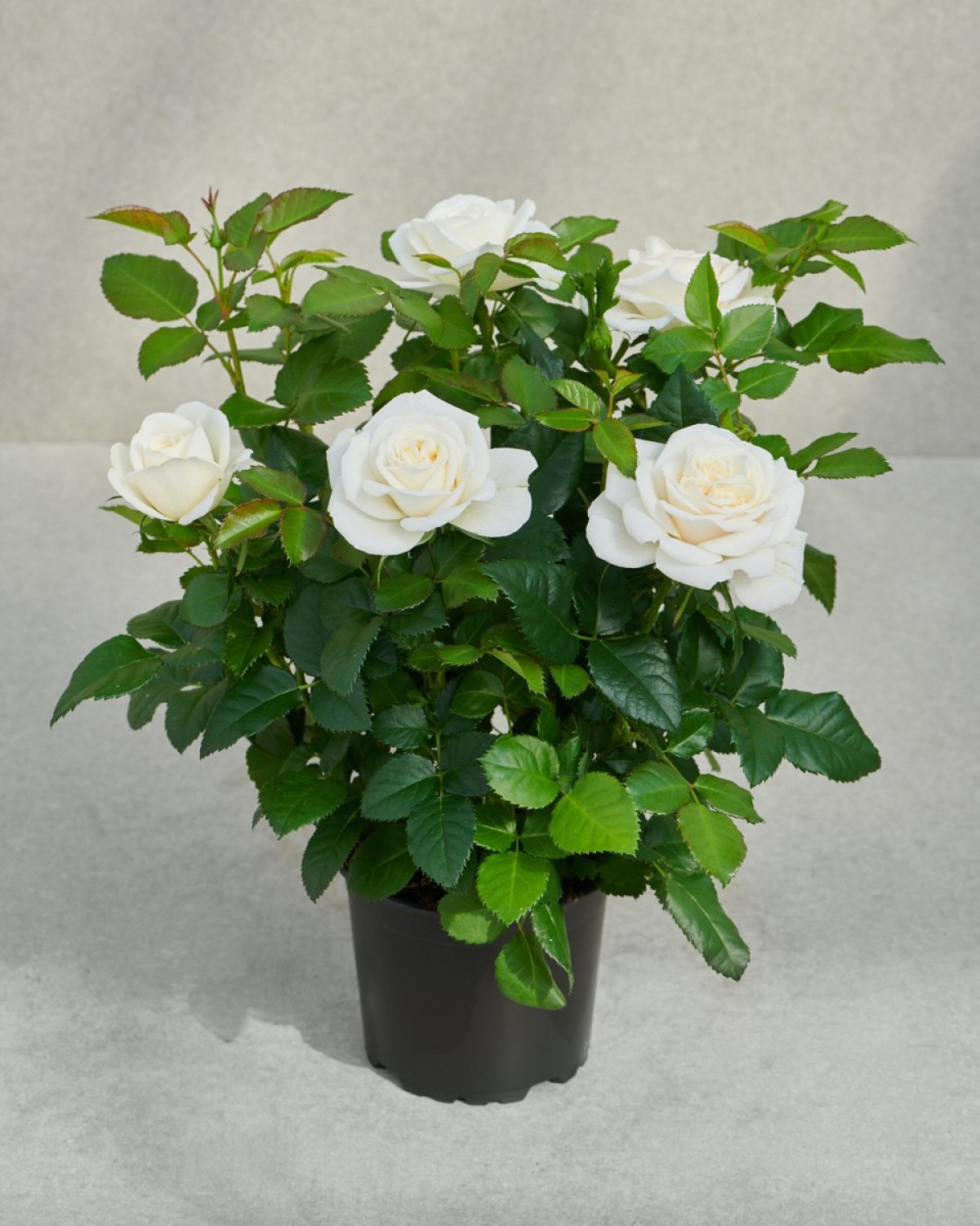 Mini Gül – Minyatür Saksı Gülü Beyaz 3 Adet