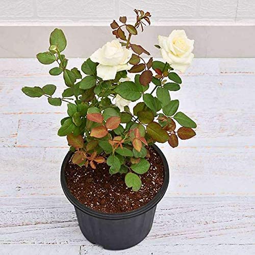 Mini Gül – Minyatür Saksı Gülü Beyaz