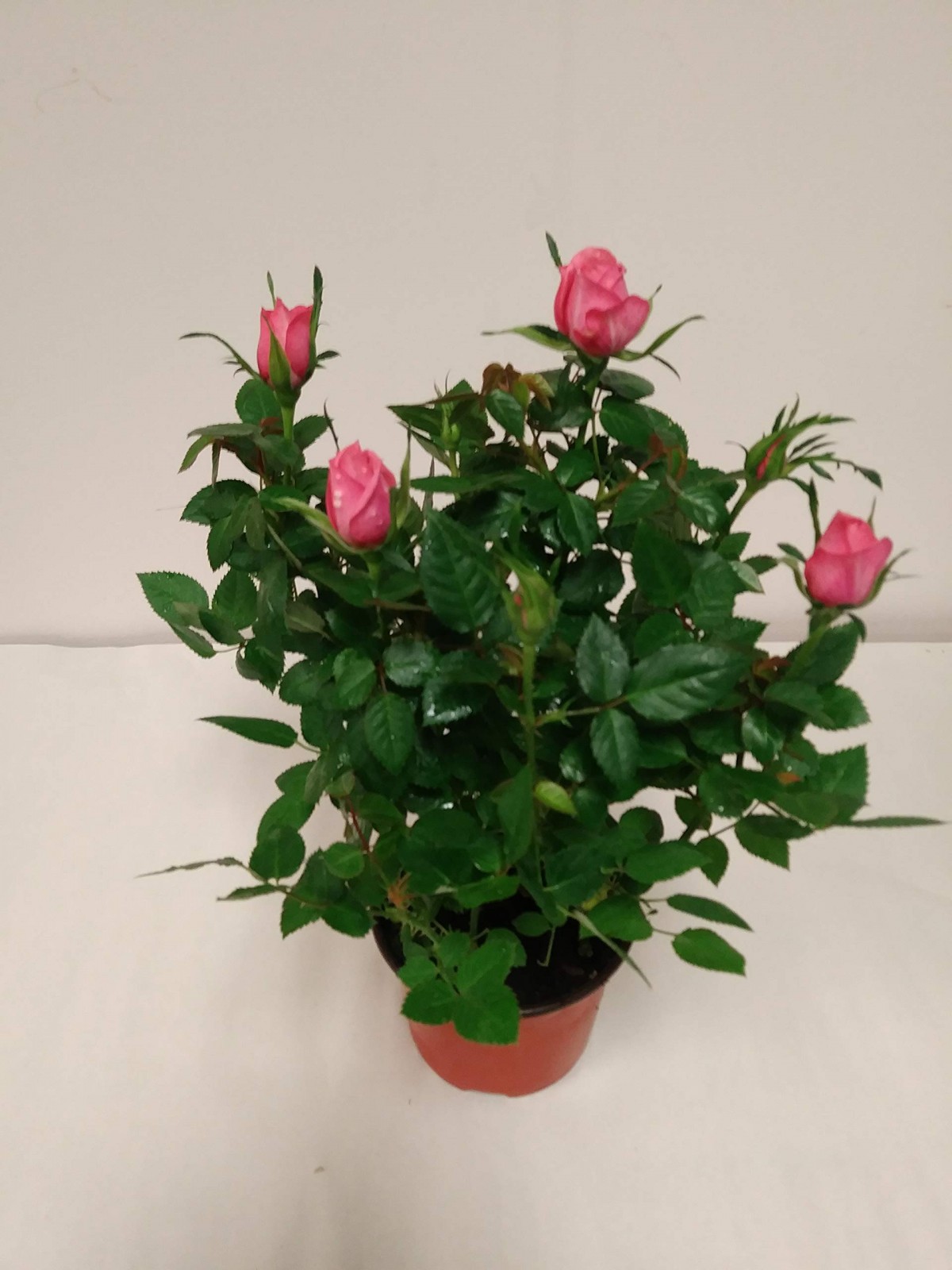 Mini Gül – Minyatür Saksı Gülü Pembe  10  Adet