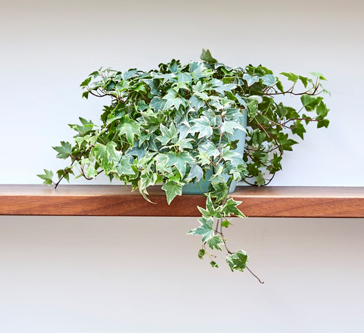 Mini Hedera  Alacalı Salon Sarmaşığı- (Hedera Helix Variegata) Askılı Saksıda