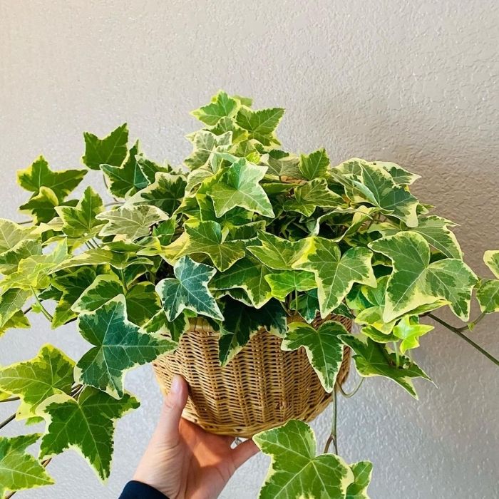 Mini Hedera  Alacalı Salon Sarmaşığı- (Hedera Helix Variegata) Askılı Saksıda