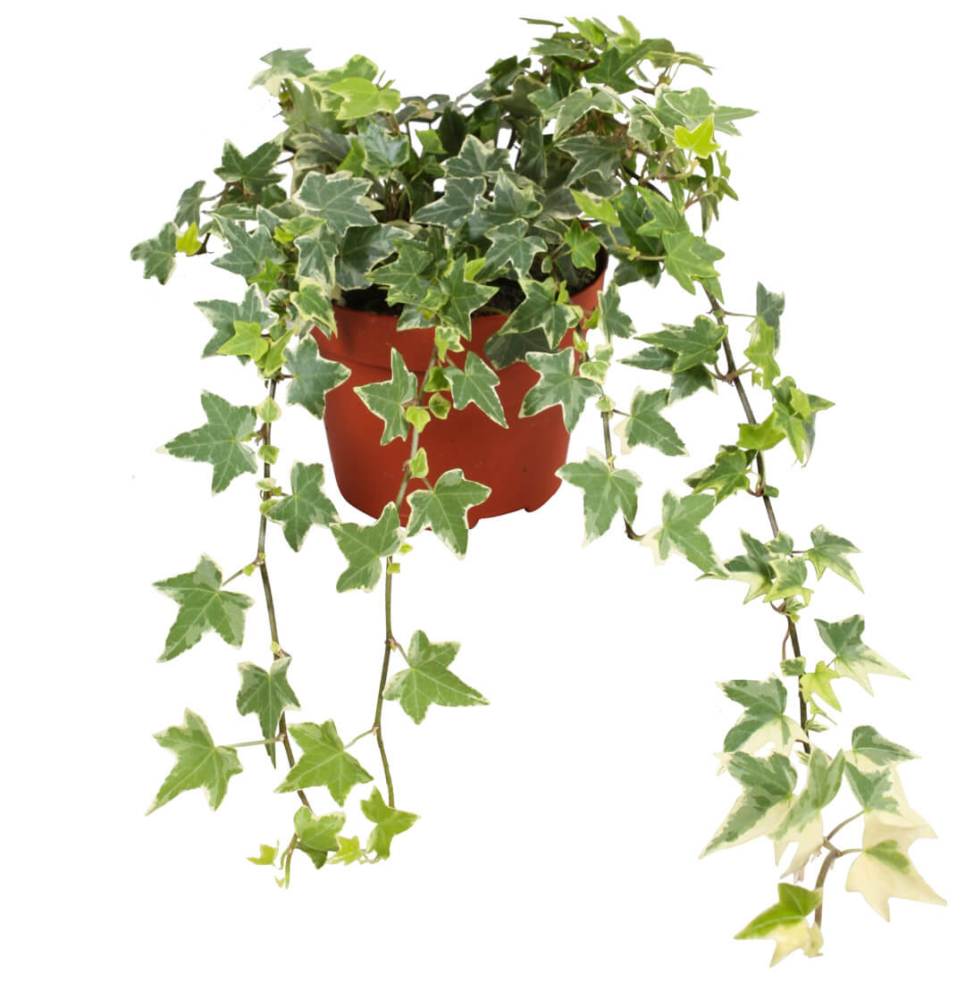 Mini Hedera  Alacalı Salon Sarmaşığı- (Hedera Helix Variegata) Askılı Saksıda