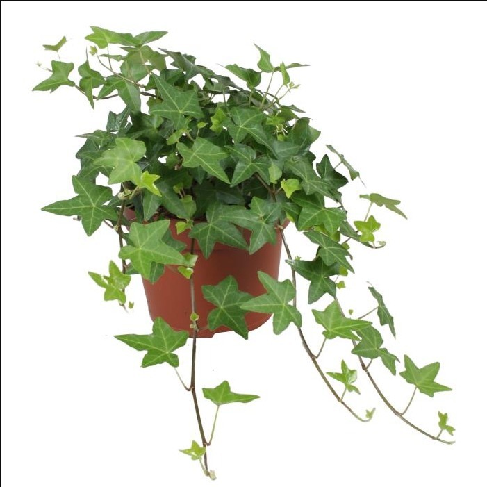Mini Hedera Salon Sarma Hedera Helix Green 10 Adet