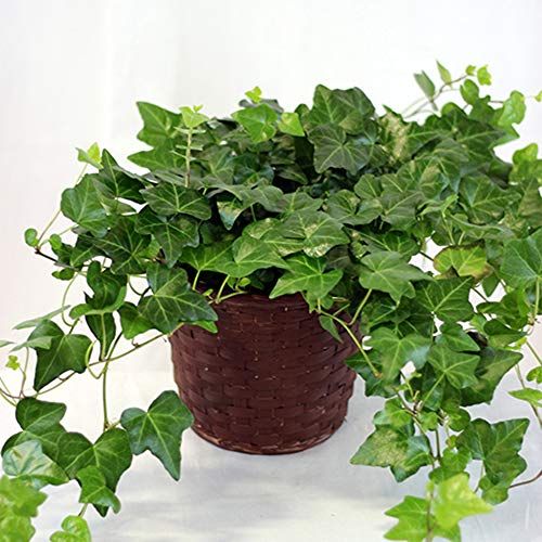 Mini Hedera Salon Sarmaşığı- (Hedera Helix Green) Askılı Saksıda