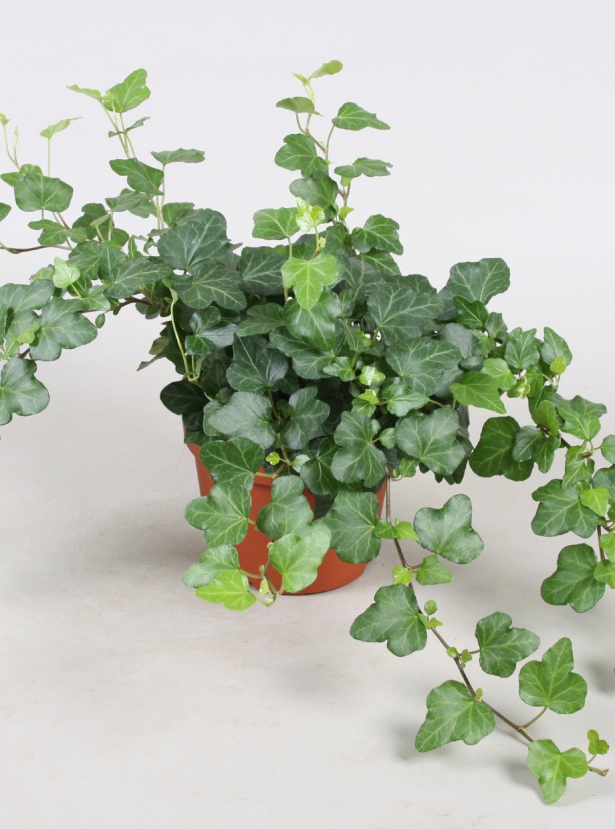 Mini Hedera Salon Sarmaşığı- (Hedera Helix Green) Askılı Saksıda