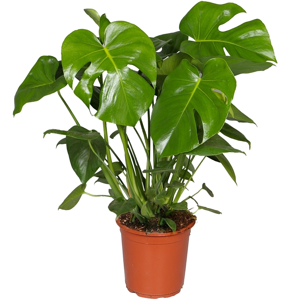 Monstera - Deve Taban 40- 60 cm Monstera - Deve Taban 40- 60 cm