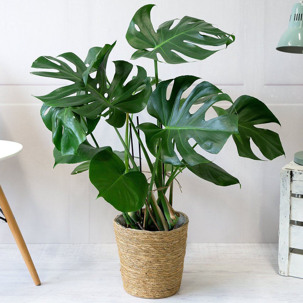 Monstera - Deve Tabanı 80-100 cm Monstera - Deve Tabanı 80-100 cm