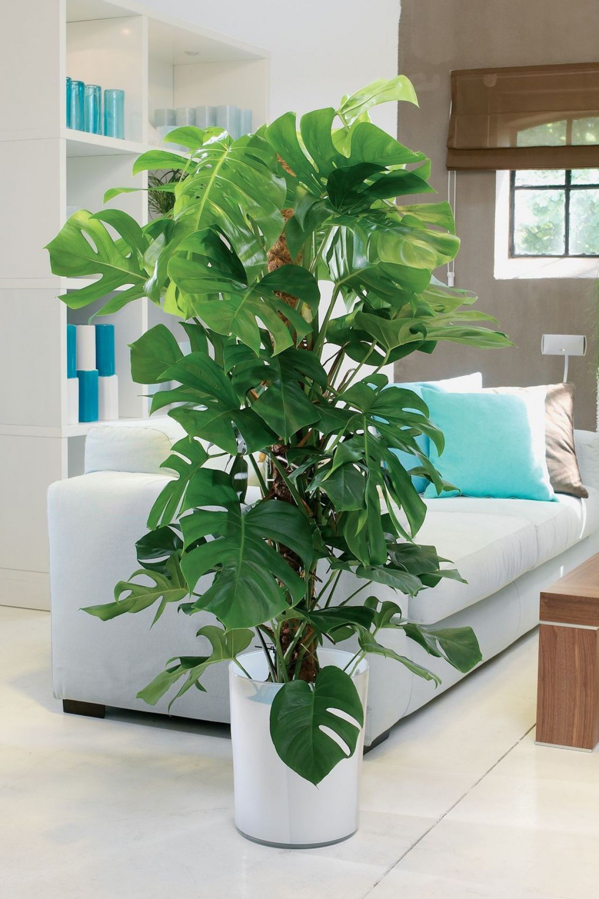 Monstera - Deve Tabanı 80-100 cm Monstera - Deve Tabanı 80-100 cm