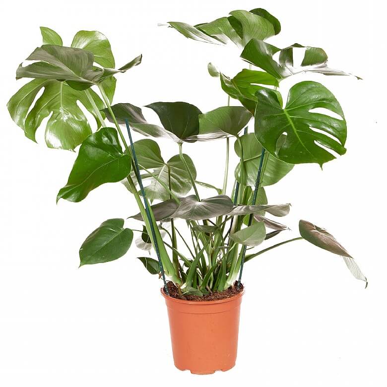 Monstera - Deve Tabanı 80-100 cm Monstera - Deve Tabanı 80-100 cm
