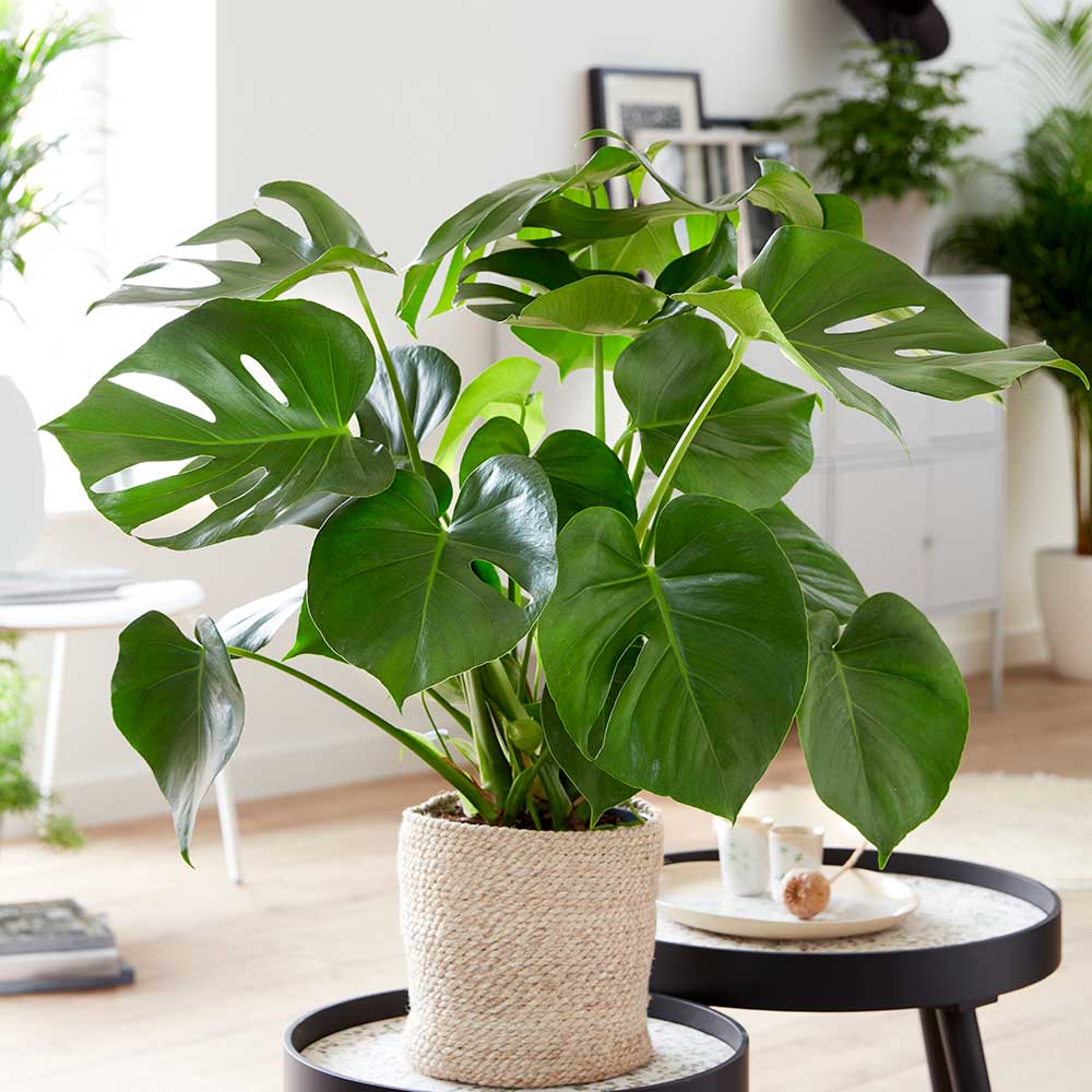 Monstera - Deve Tabanı 80-100 cm Monstera - Deve Tabanı 80-100 cm