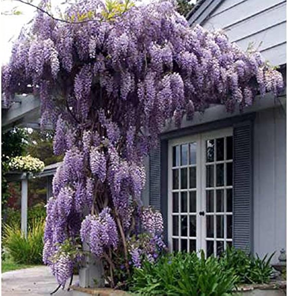 Mor Salkım Fidanı Wisteria Sinensis 3 Adet