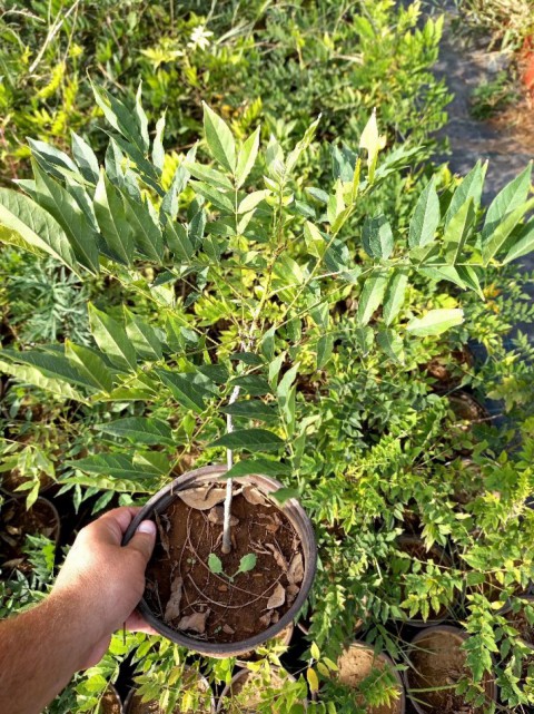 Mor Salkım Fidanı Wisteria Sinensis 5 Adet
