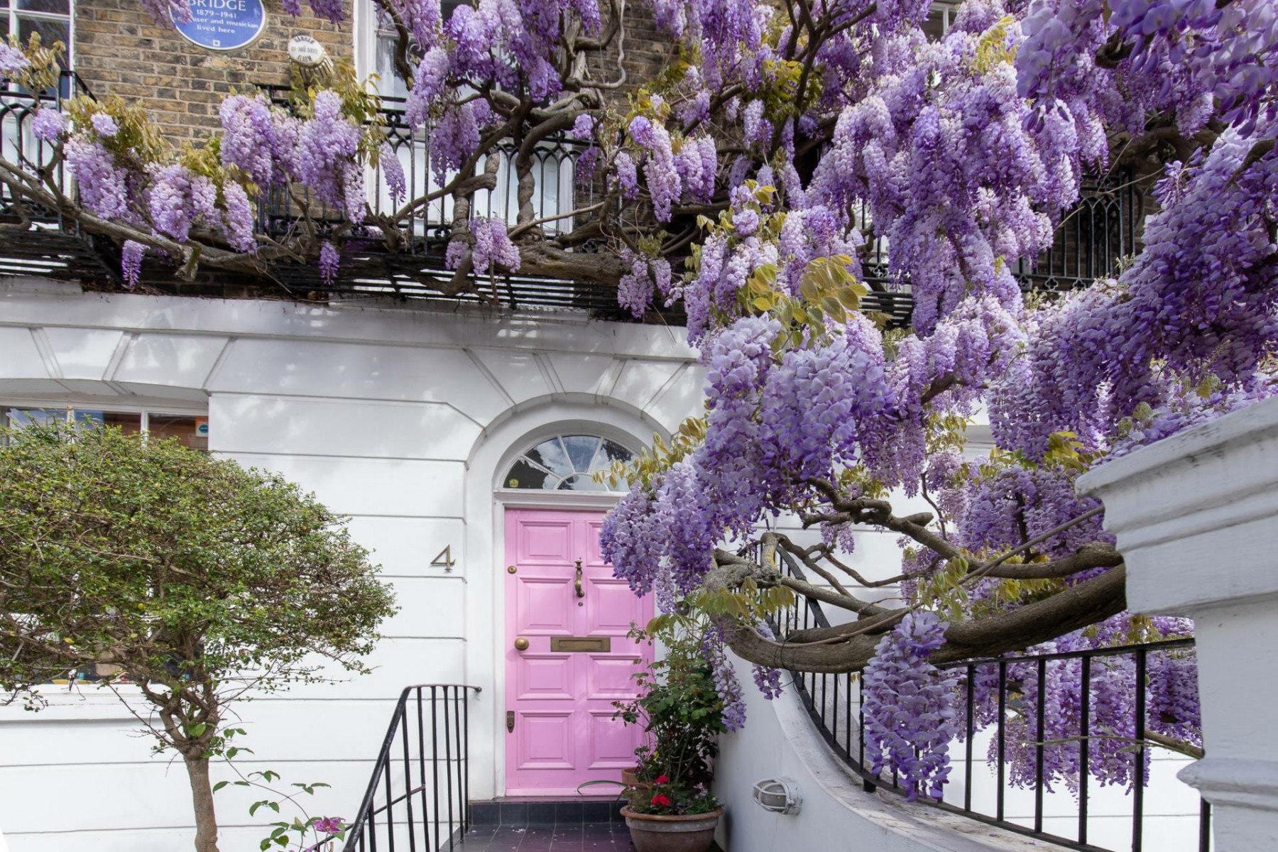 Mor Salkım Fidanı Wisteria Sinensis