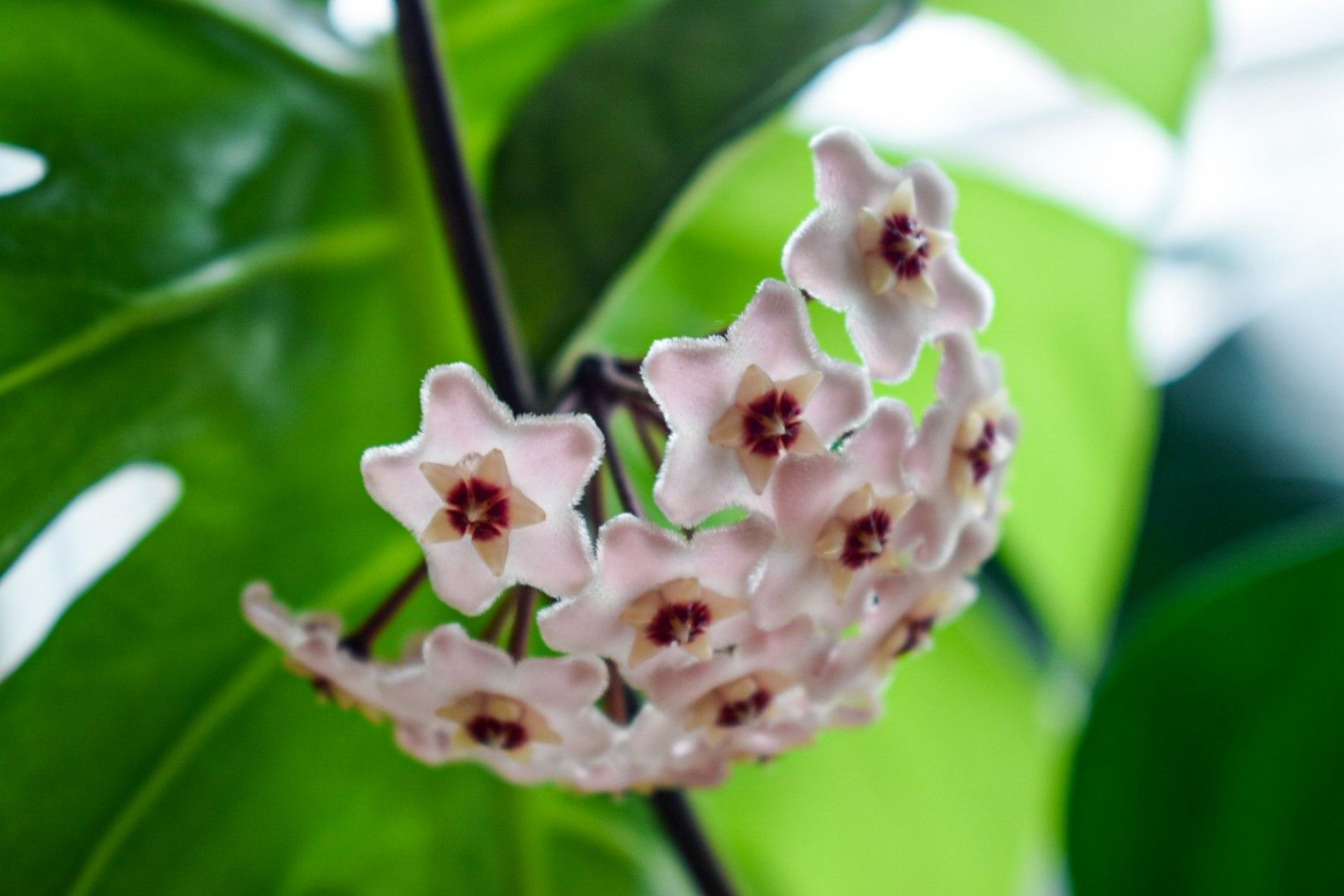 Mum Çiçeği – (Hoya carnosa) - Askılı Saksıda Mum Çiçeği – (Hoya carnosa) - Askılı Saksıda