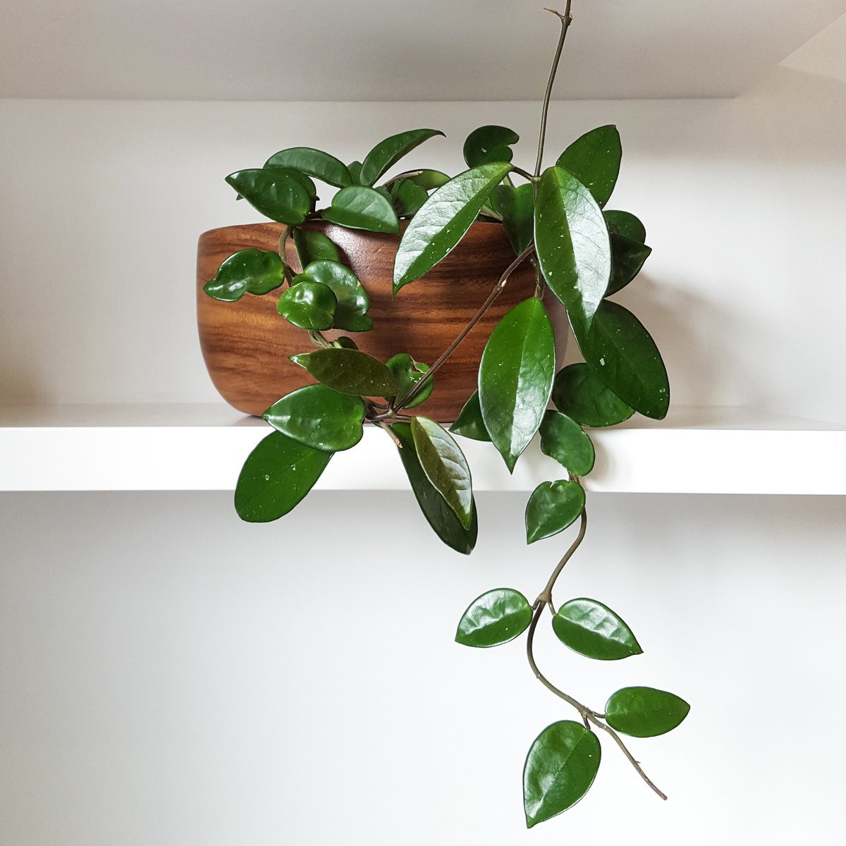 Mum Çiçeği – (Hoya carnosa) - Askılı Saksıda Mum Çiçeği – (Hoya carnosa) - Askılı Saksıda