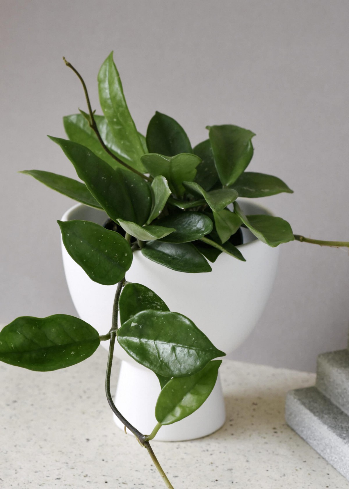 Mum Çiçeği – (Hoya carnosa) - Askılı Saksıda Mum Çiçeği – (Hoya carnosa) - Askılı Saksıda