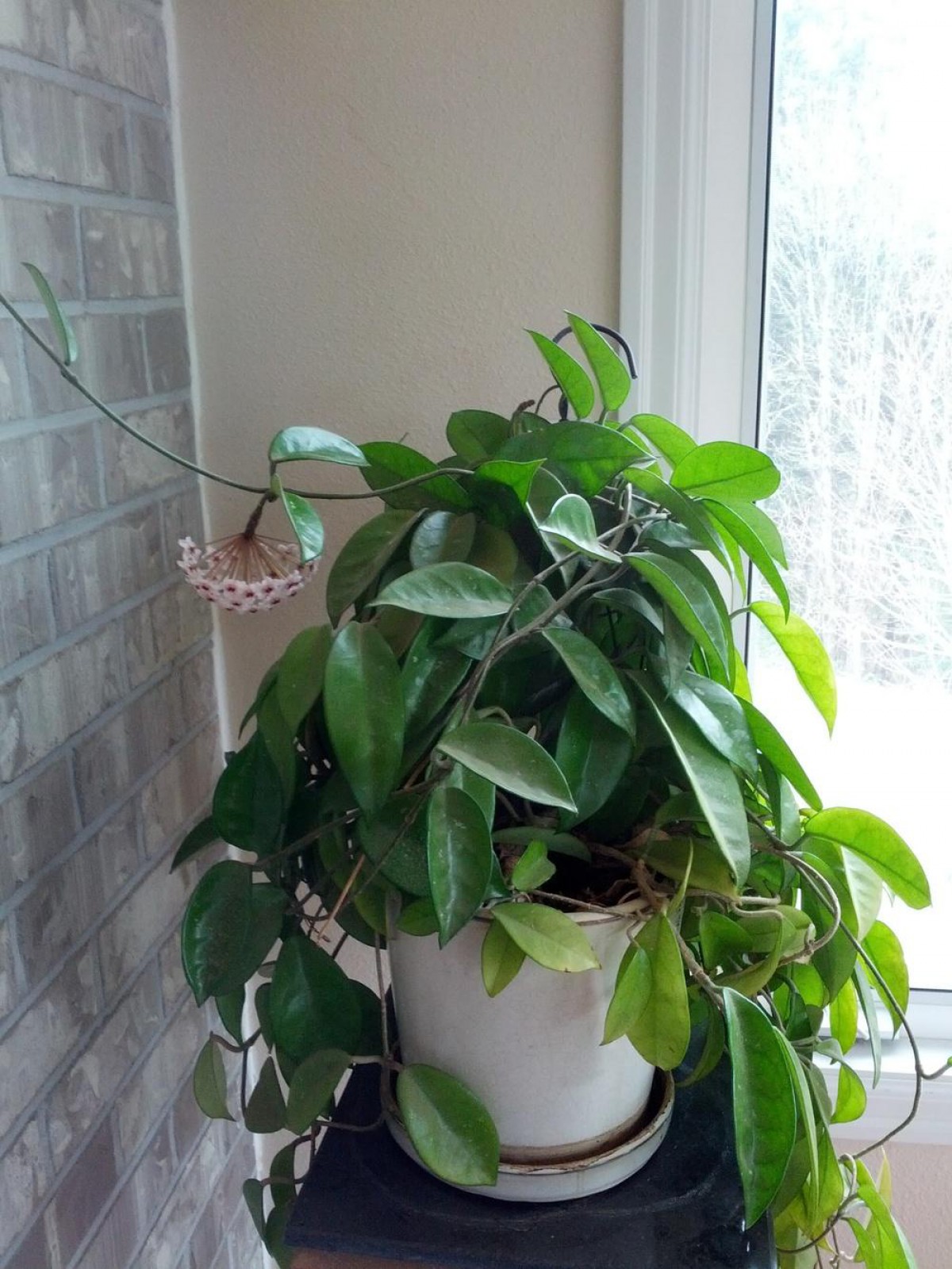 Mum Çiçeği – (Hoya carnosa) - Askılı Saksıda Mum Çiçeği – (Hoya carnosa) - Askılı Saksıda